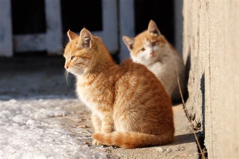 流浪貓|流浪猫（无主、长期在野外生存的猫）